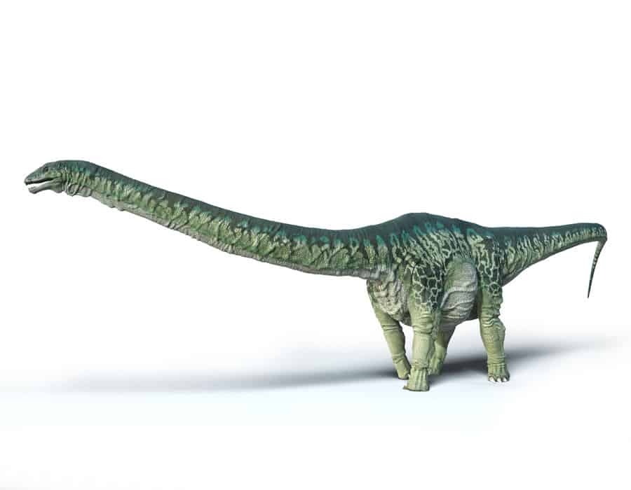 Apatosaurus by Peter Minister