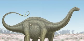 Apatosaurus by Peter Montgomery