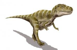 Gorgosaurus 
