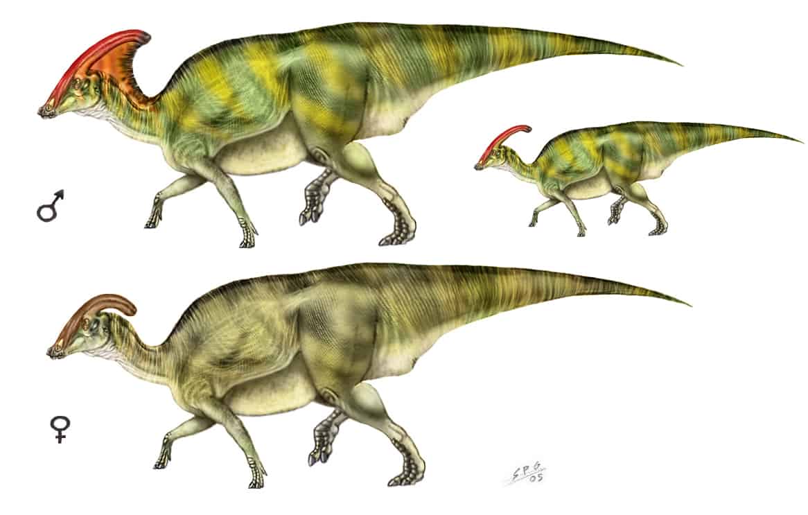 Parasaurolophus by Sergio Perez