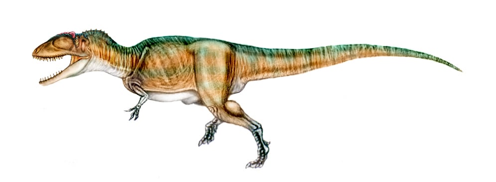 Carcharodontosaurus by Sergio Perez