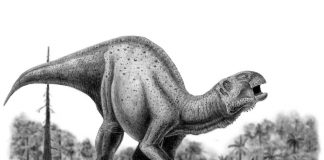 Iguanodon by Camilo