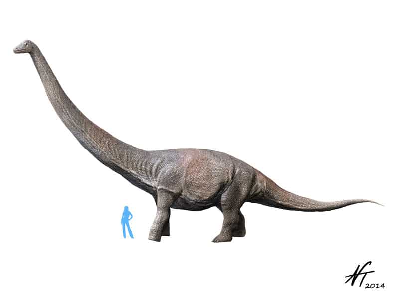 dreadnoughtus fossil