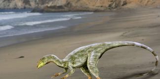 Compsognathus by Nobu Tamura
