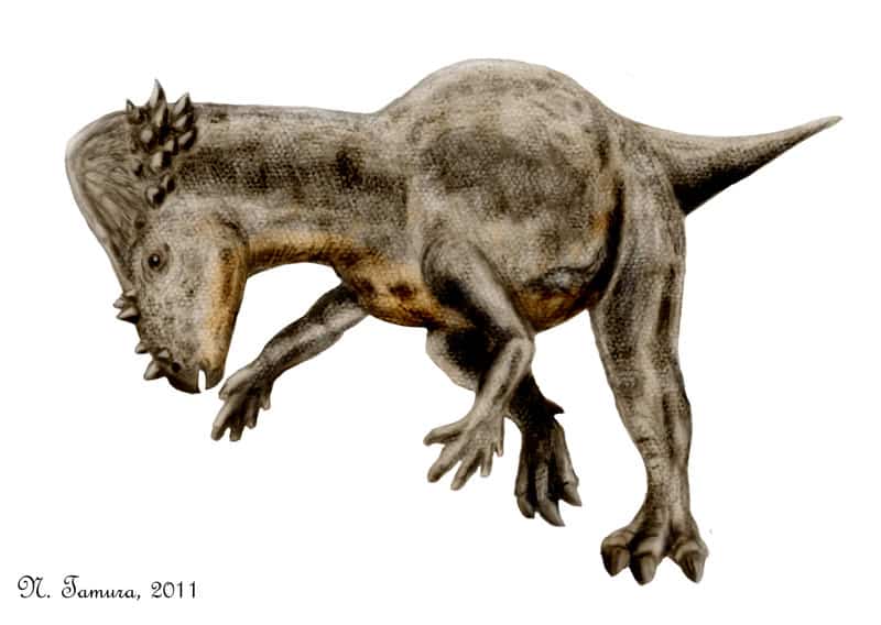 Pachycephalosaurus by Nobu Tamura