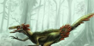 Troodon by Tan