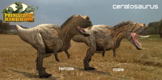 Ceratosaurus by Compiler