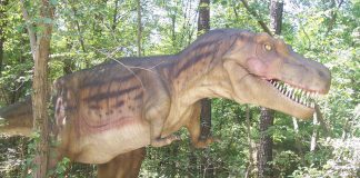 Albertosaurus by Matt