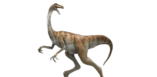 Gallimimus by William Sepulveda