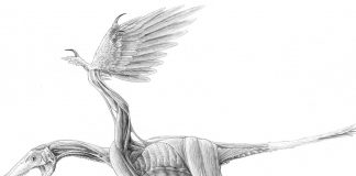 Microraptor by Jaime A. Headden