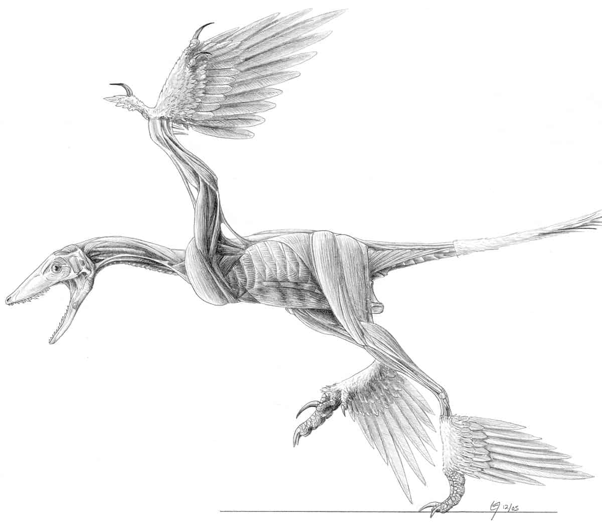 Microraptor by Jaime A. Headden