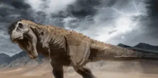Tarbosaurus by Herschel Hoffmeyer
