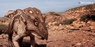 Protoceratops by Vlad Konstantinov
