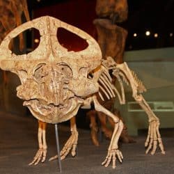 Protoceratops by Tiberius47