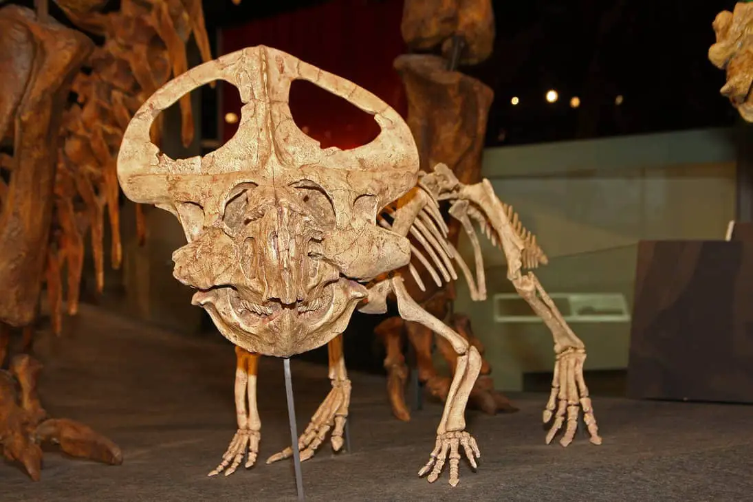 Protoceratops by Tiberius47