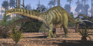 Brontosaurus by Jk