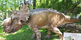 Pachyrhinosaurus by Lynus