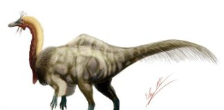 Deinocheirus by Eloy Manzanero Criado