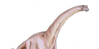 Sauroposeidon by Alexander