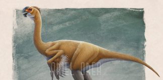 Ariel | Dinosaurs - Pictures and Facts