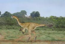 Gigantoraptor by SameerPrehistorica