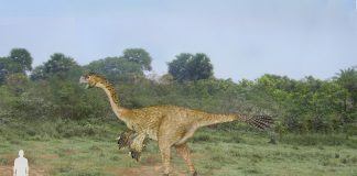 Gigantoraptor by SameerPrehistorica