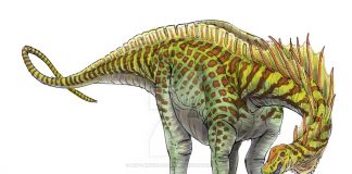 Amargasaurus by Andrew Minniear