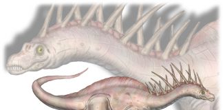 Amargasaurus by Ezequiel Vera