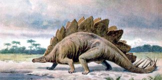 Stegosaurus by Heinrich Harder