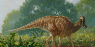 Corythosaurus by Marco A. Pineda
