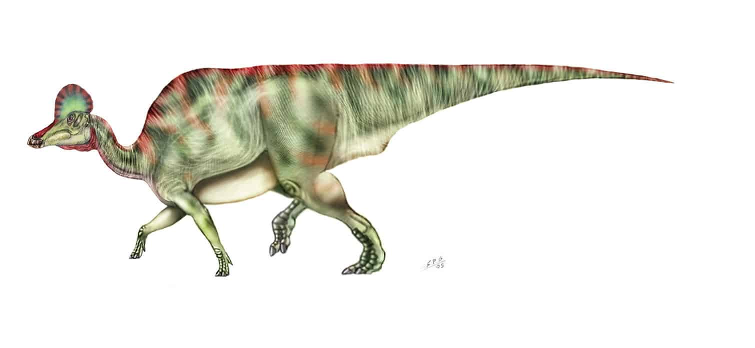 Corythosaurus by Sergio Perez
