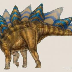 Stegosaurus by Tom Miller