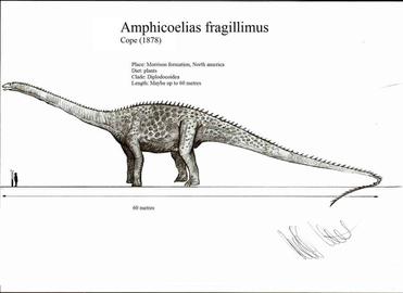 amphicoelias fragillimus vs argentinosaurus