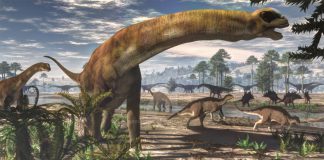 Camarasaurus by Jk
