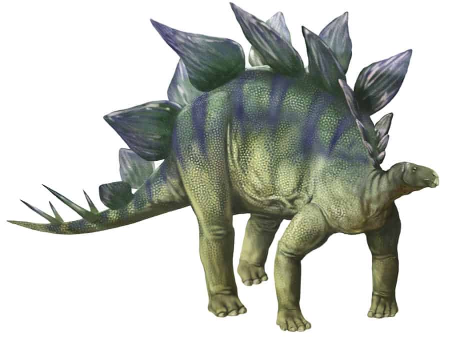 Stegosaurus by Karen Carr