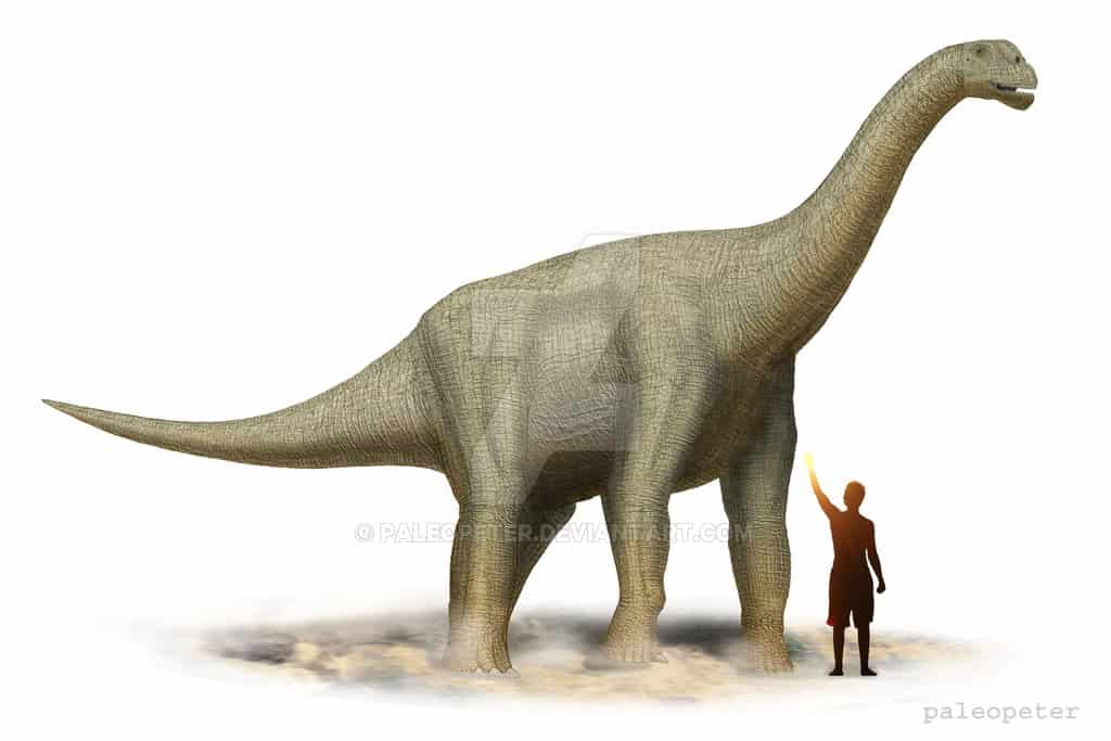 Camarasaurus by Peter Montgomery
