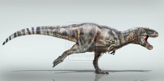 Daspletosaurus by Eduardo