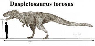 Daspletosaurus by Robinson Kunz