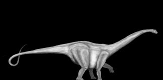 Supersaurus by Bjorn Klaassen