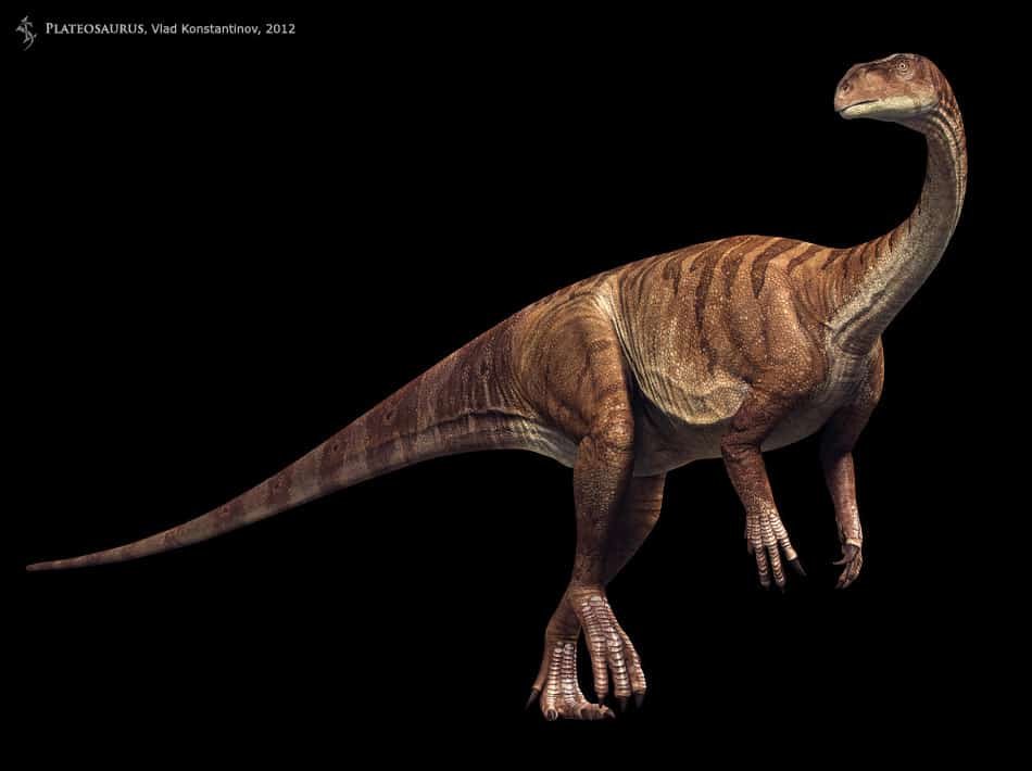 Plateosaurus Facts And Pictures