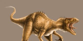 Megaraptor by Raphael