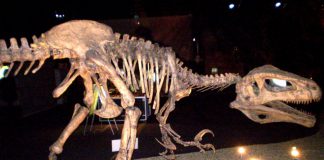 Megaraptor by Moonscream