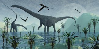 Diplodocus by Mark A Stevenson