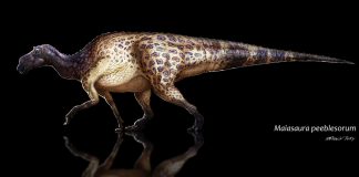 Maiasaura by AntoninJury