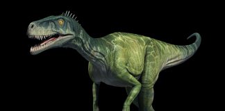 Herrerasaurus by Vlad Konstantinov