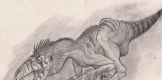 Dromaeosaurus by Jose Miguel Pino