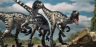 Dromaeosaurus by Doruk