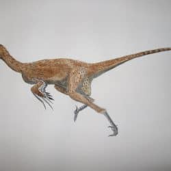 Dromaeosaurus by Oddity