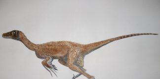 Dromaeosaurus by Oddity
