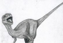 Dromaeosaurus by Julien